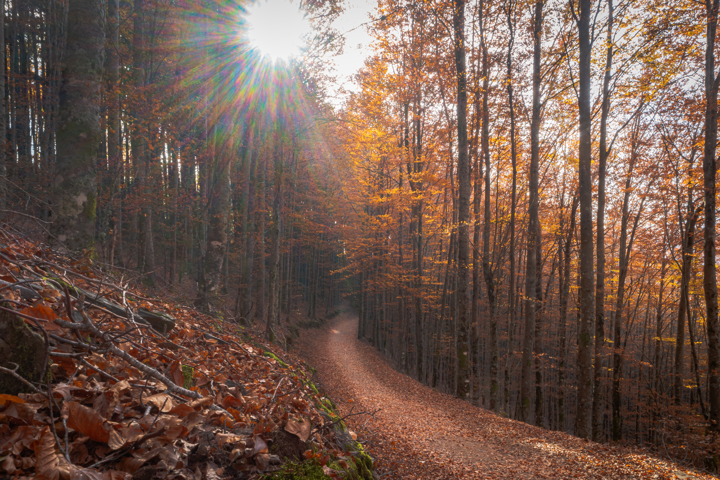 a relaxing forest path in the fall